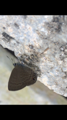 Anthene emolus goberus