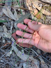 Comesperma sphaerocarpum