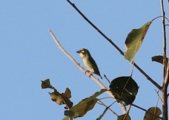 Psilopogon haemacephalus indicus