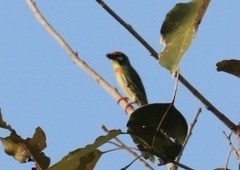 Psilopogon haemacephalus indicus