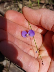 Comesperma sphaerocarpum