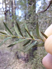 Melaleuca decora