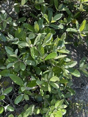 Brachylaena transvaalensis