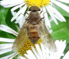 Esenbeckia