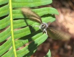 Anthene emolus goberus