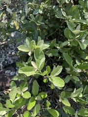 Brachylaena transvaalensis