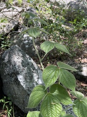 Dioscorea dregeana