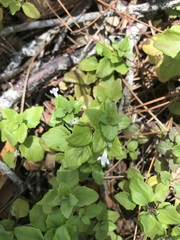 Clinopodium douglasii