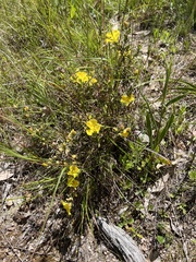 Hibbertia linearis