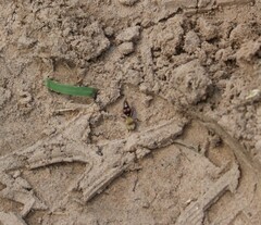 Dasymutilla snoworum