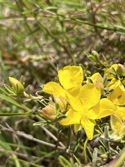 Hibbertia linearis