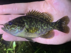 Lepomis gulosus