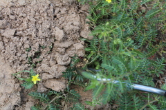 Dasymutilla snoworum