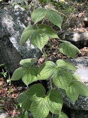 Dioscorea dregeana