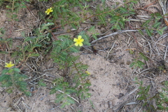 Dasymutilla snoworum