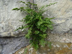 Asplenium ruta-muraria