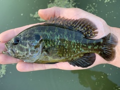 Lepomis gulosus