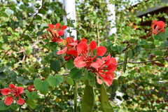 Bauhinia galpinii