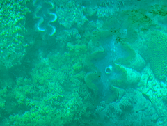 Tridacna