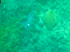 Tridacna