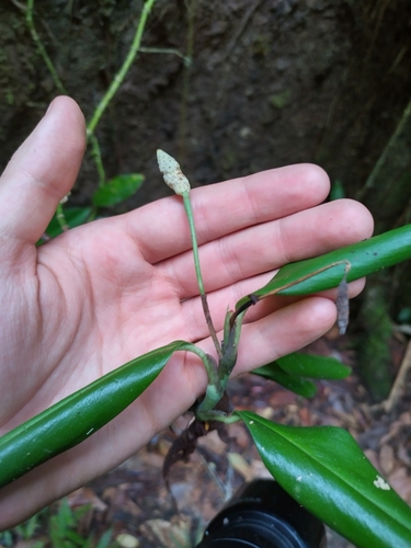 Stenospermation parvum