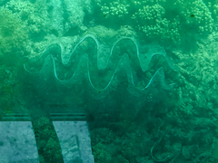 Tridacna