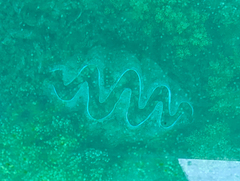 Tridacna
