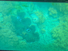 Tridacna