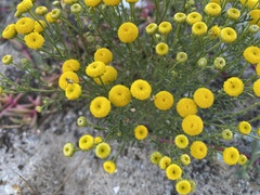 Oncosiphon suffruticosus