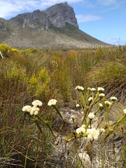 Lachnaea densiflora