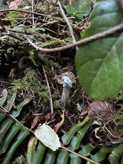 Hypomyces cervinigenus