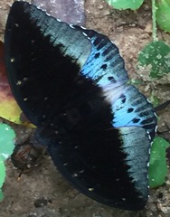 Lexias pardalis dirteana