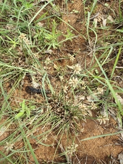 Eragrostis secundiflora