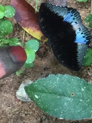 Lexias pardalis dirteana