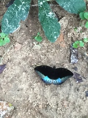 Lexias pardalis dirteana