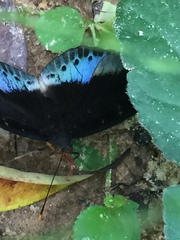 Lexias pardalis dirteana