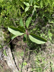 Cryptolepis cryptolepioides