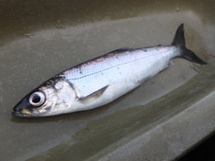 Coregonus artedi