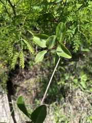 Cryptolepis cryptolepioides