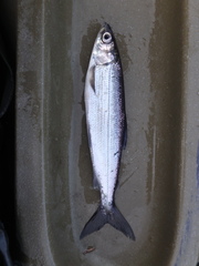 Coregonus artedi