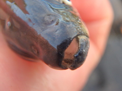 Coregonus artedi