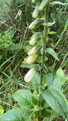 Digitalis