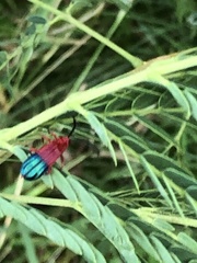 Thonalmus chevrolati