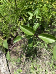 Cryptolepis cryptolepioides