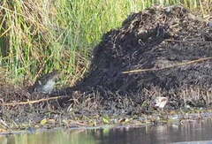 Gallinago hardwickii