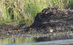 Gallinago hardwickii