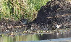 Gallinago hardwickii