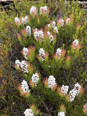 Spatalla mollis