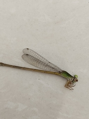 Ceriagrion coromandelianum