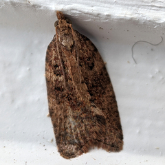 Thrincophora